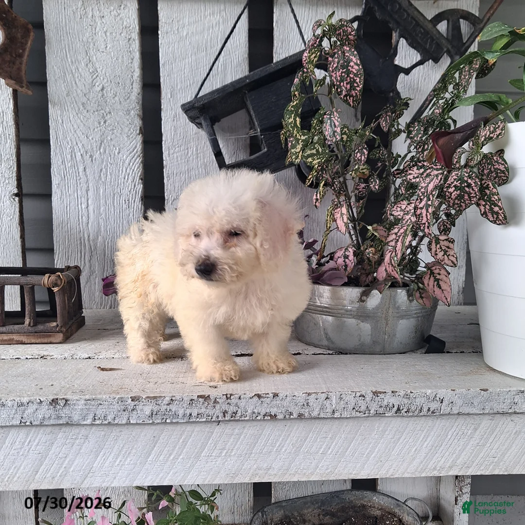 Bichon Frise dogs for sale: Ashley - Ad 1