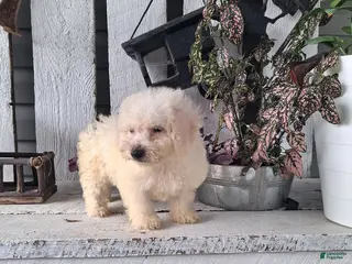 Bichon Frise dogs Ashley - Ad 10