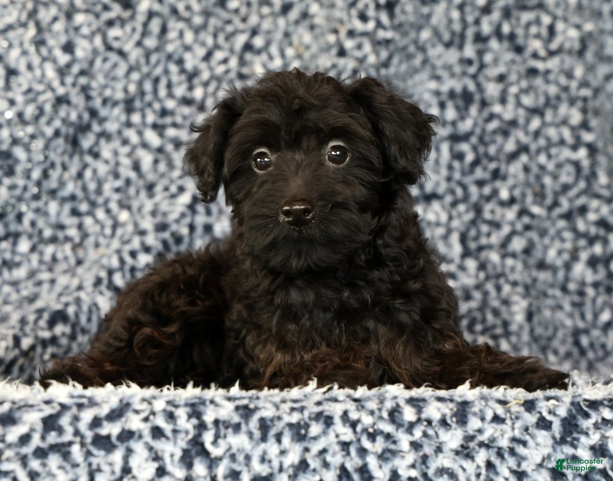 Yorkiepoo dogs Zara - Ad 1