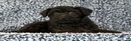 Yorkiepoo dogs for sale: Zara - Ad 1