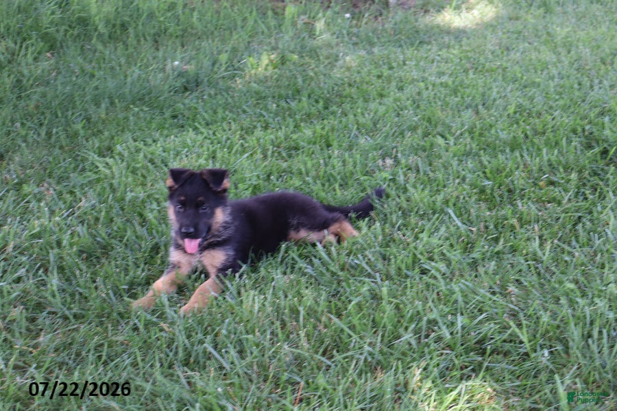 German Shepherd dogs Misty - Ad 2