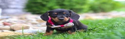 Miniature Dachshund dogs for sale: Amelia - Ad 1
