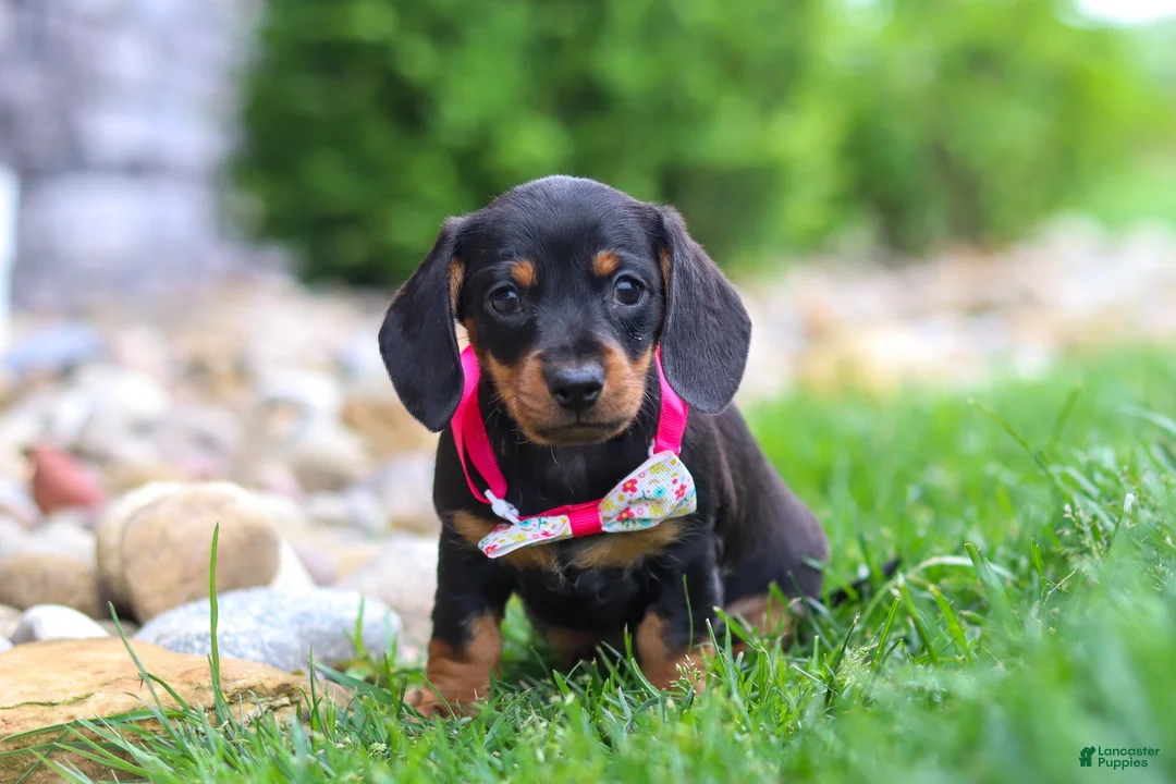 Miniature Dachshund dogs for sale: Amelia - Ad 1