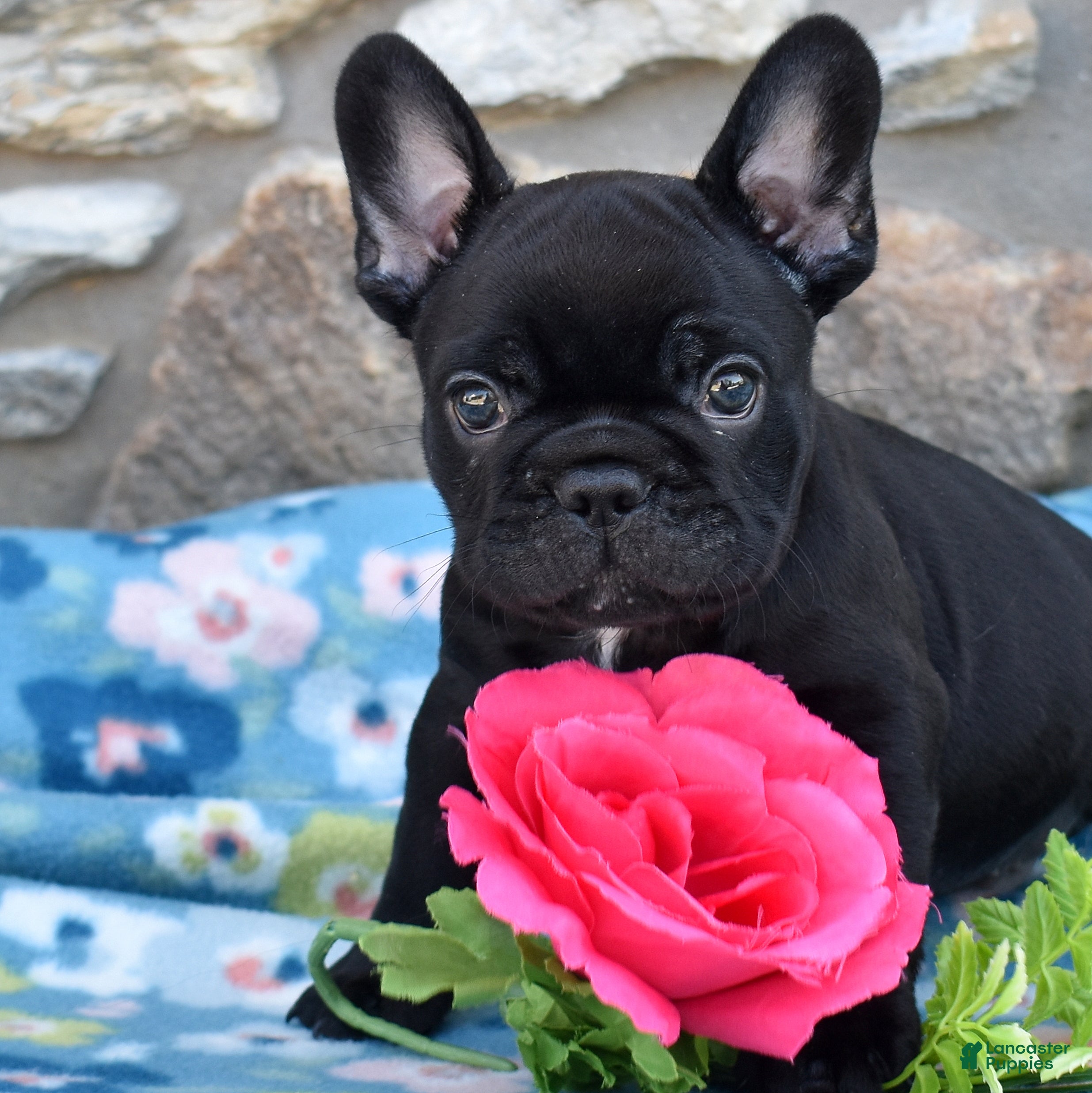 French Bulldog dogs Midnight - Ad 1