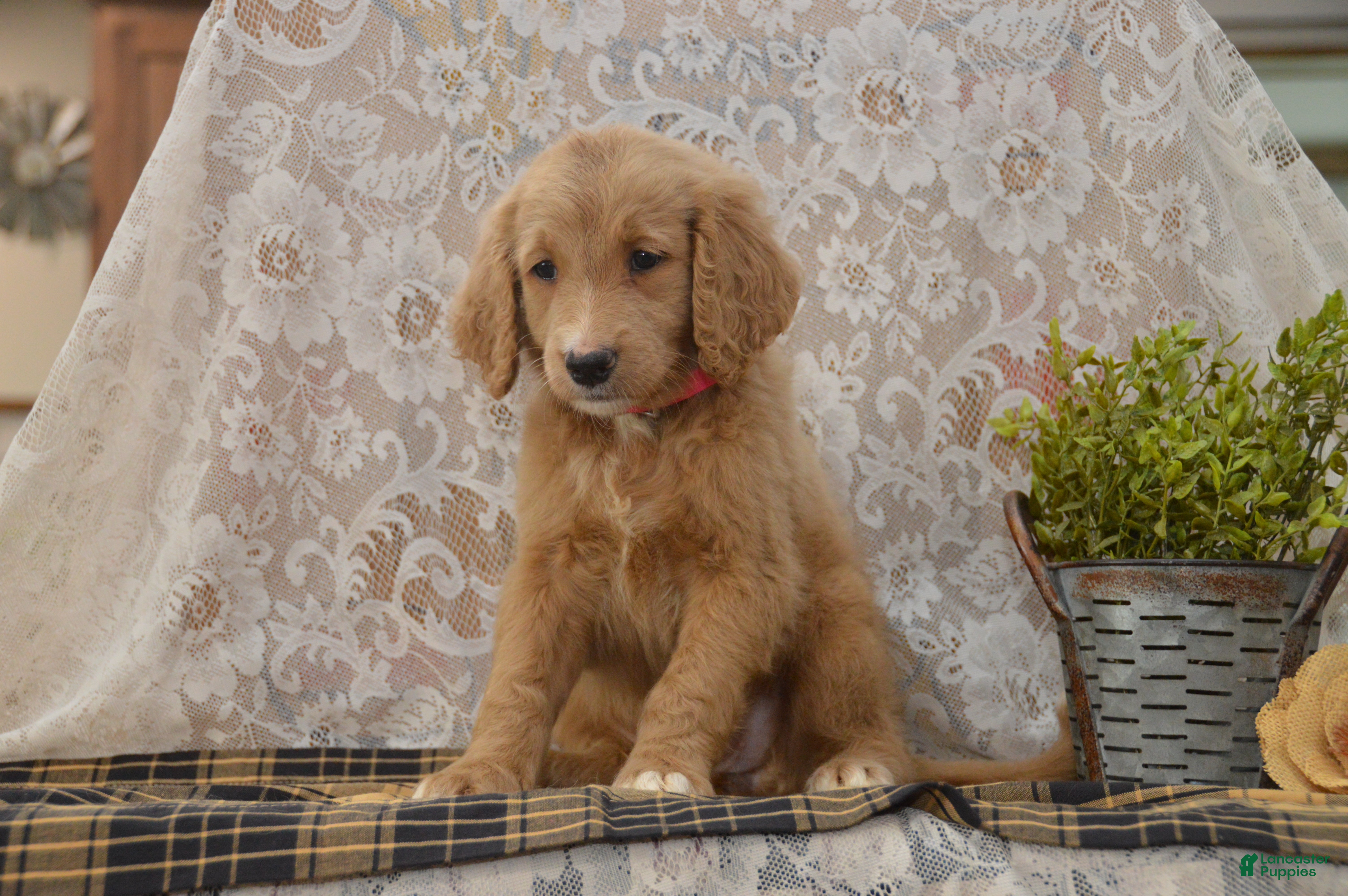 Goldendoodle dogs Shelby - Ad 1