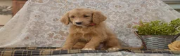 Goldendoodle dogs for sale: Shelby - Ad 1