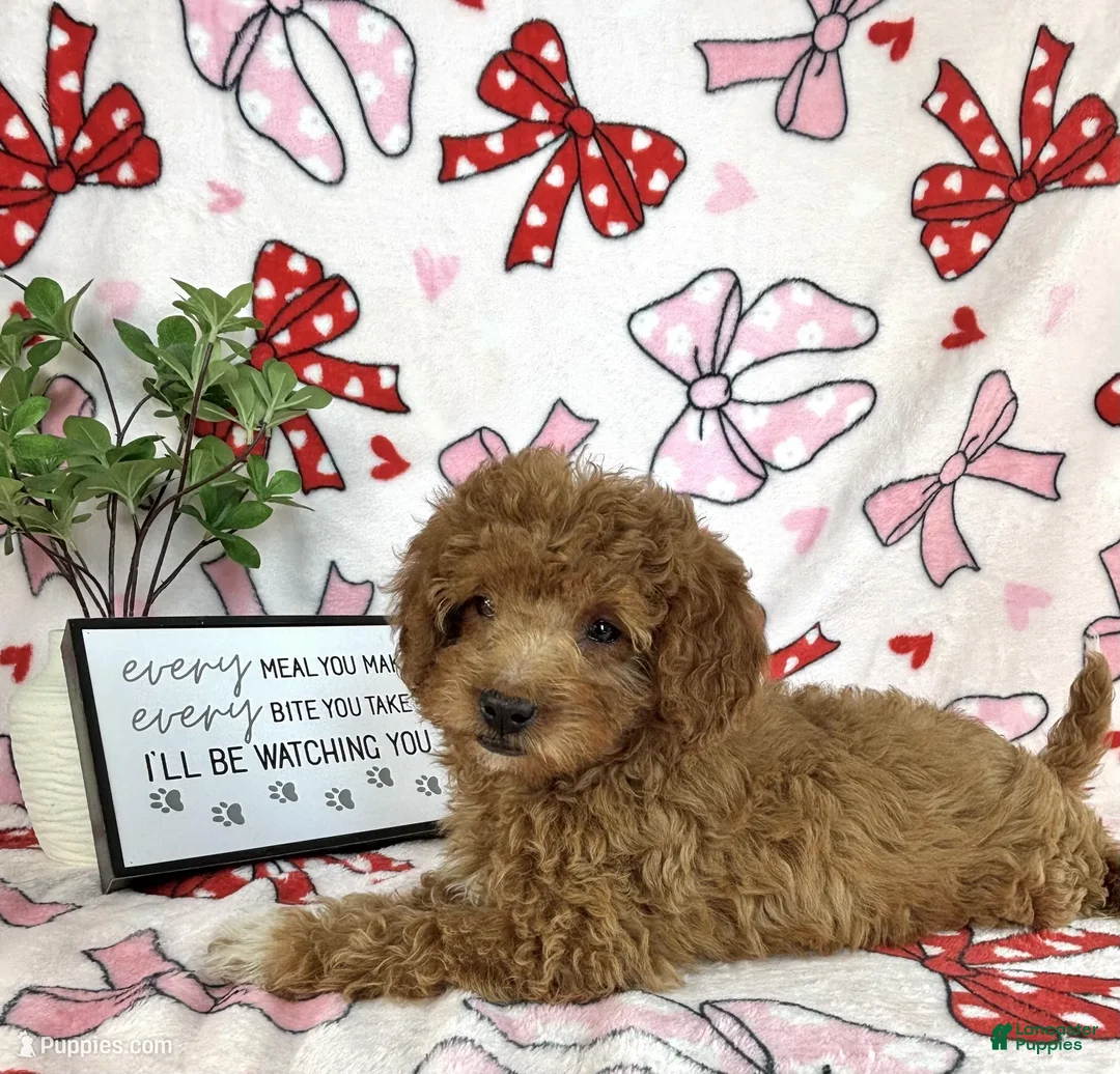 Mixed Breed dogs for sale: Danny - Ad 6