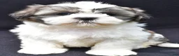 Shih Tzu dogs for sale: Alex - Ad 7