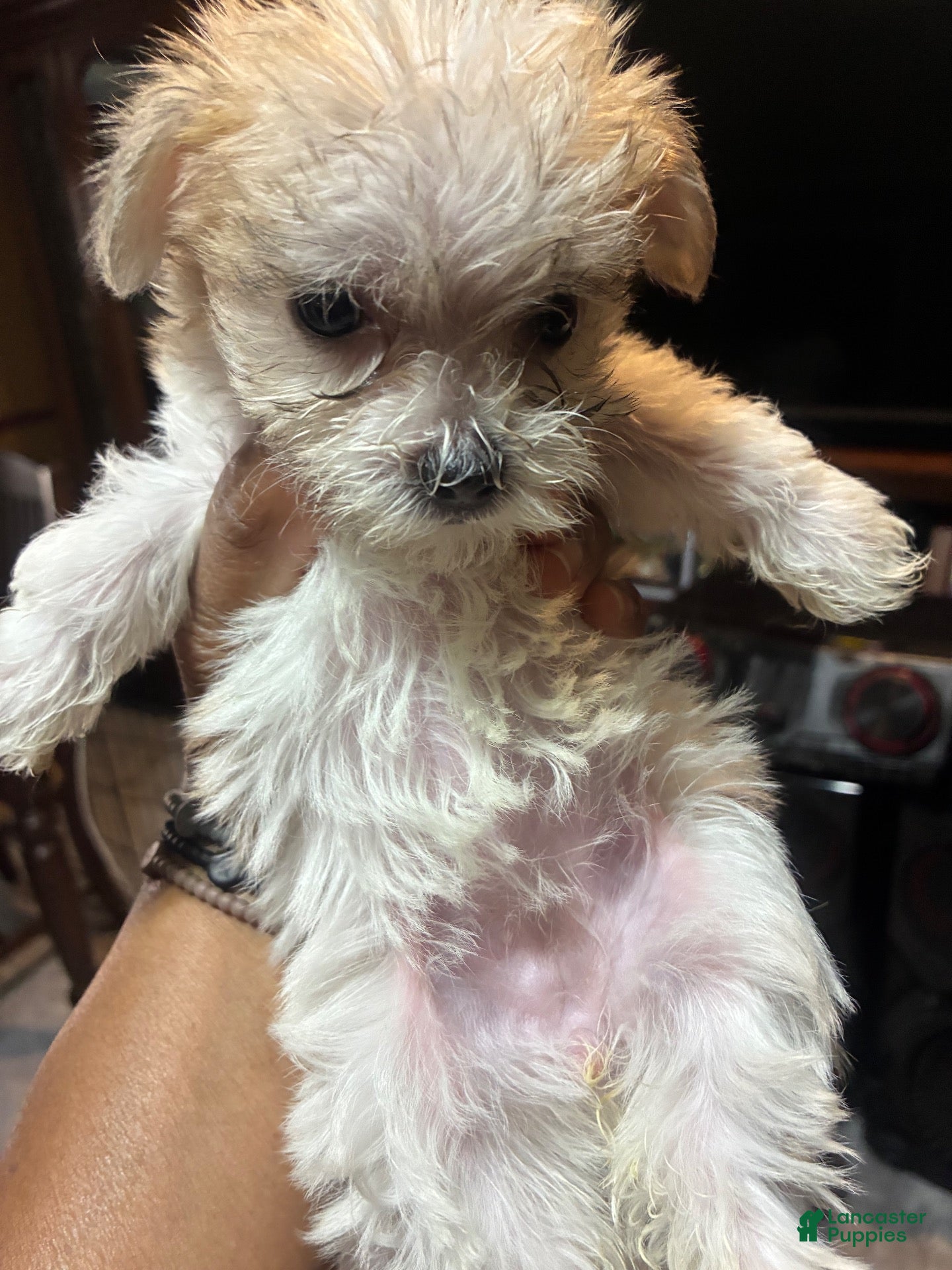 Morkie dogs Morkie 4 - Ad 7
