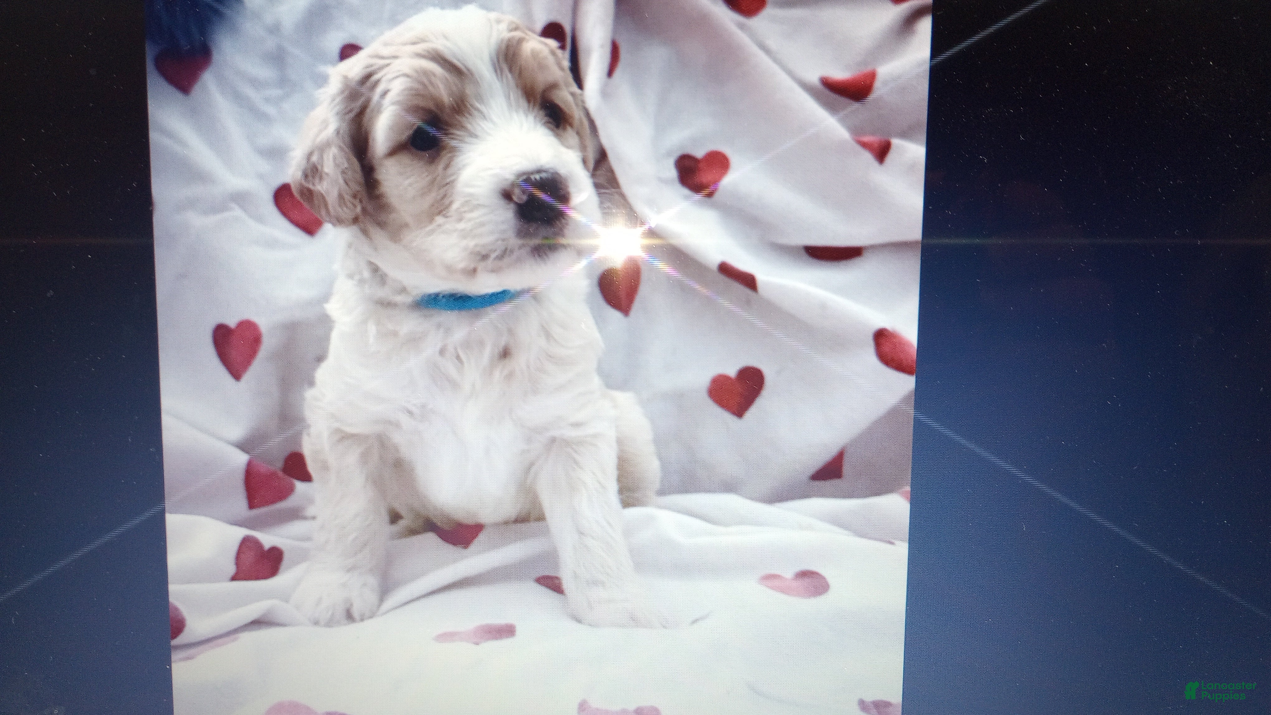 Bernedoodle dogs Rory - Ad 1