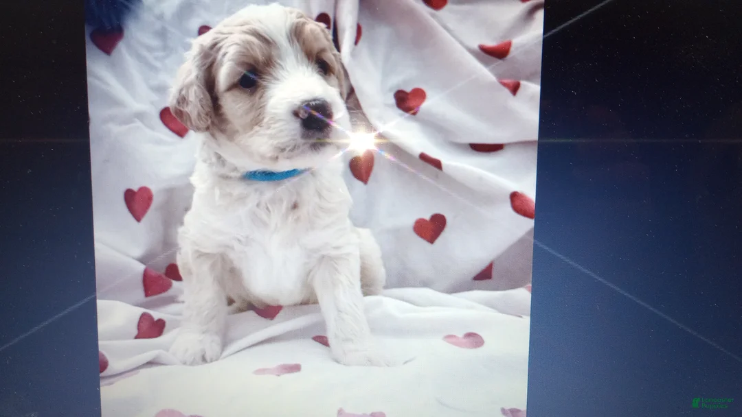 Bernedoodle dogs for sale: Rory - Ad 1