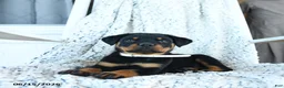 Rottweiler dogs for sale: Roscoe - Ad 2