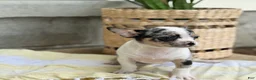 Chihuahua dogs for sale: Rocket - Ad 12