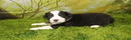 Miniature Australian Shepherd dogs for sale: Liberty - Ad 3