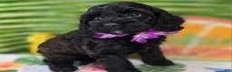 Cockapoo dogs for sale: Tinkerbell - Ad 6