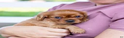 Cavalier King Charles Spaniel dogs for sale: Porky - Ad 9