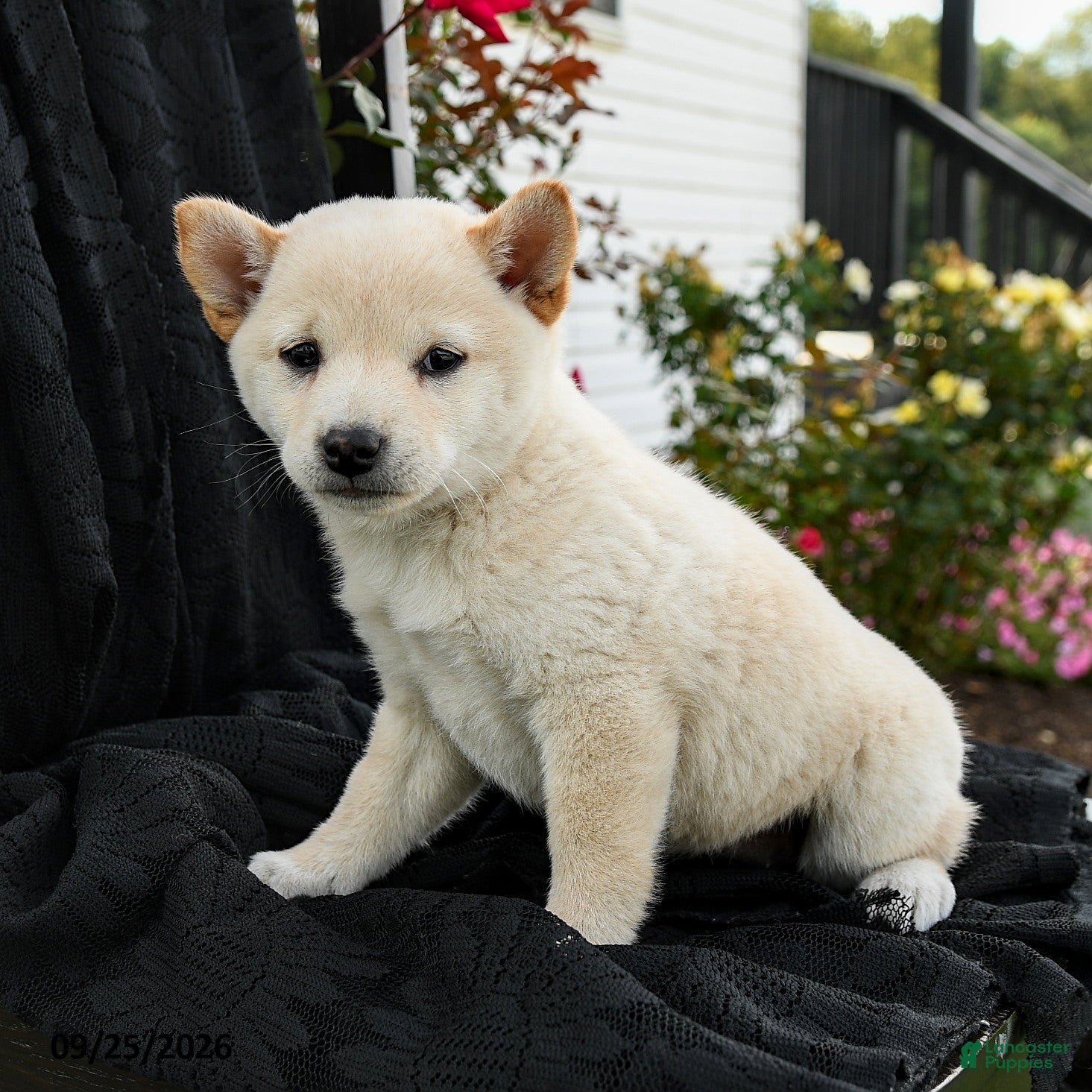 Shiba Inu dogs Ivory  - Ad 2