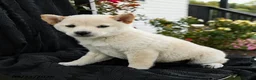 Shiba Inu dogs for sale: Ivory  - Ad 2