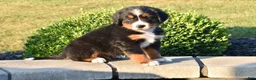 Bernese Mountain Dog dogs for sale: Buttons  - Ad 2