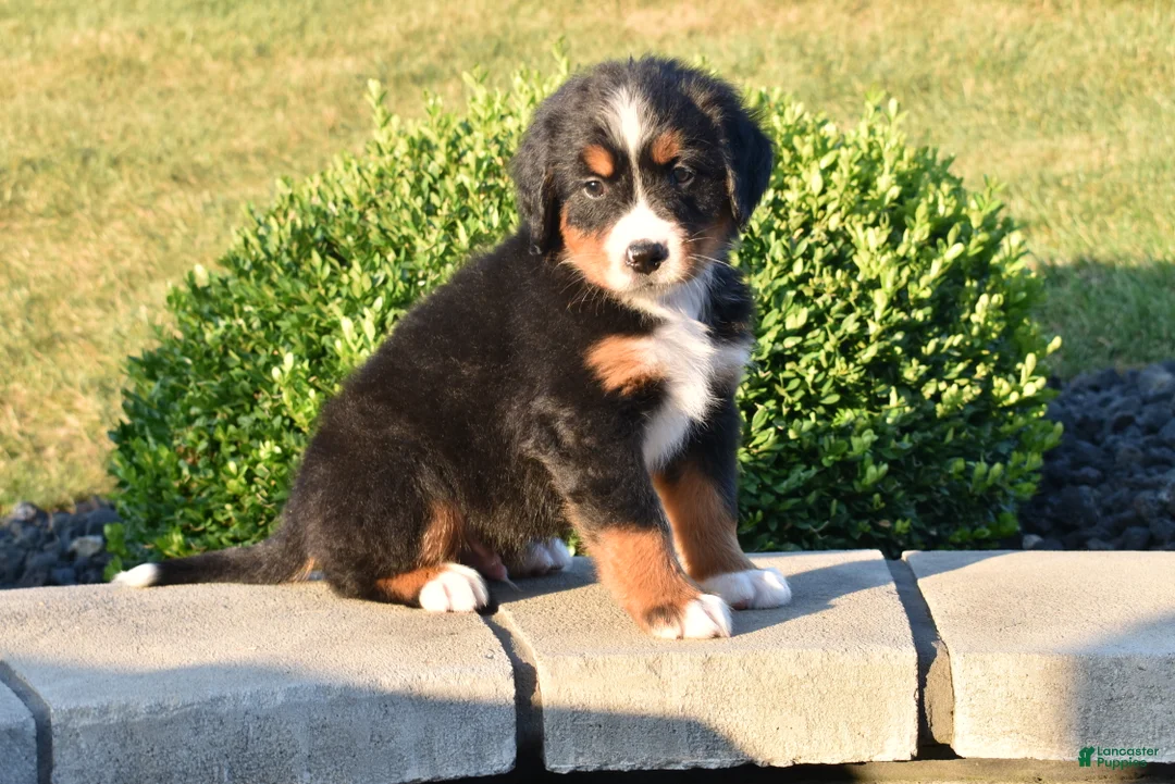 Bernese Mountain Dog dogs for sale: Buttons  - Ad 2