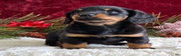 Miniature Dachshund dogs for sale: Kolton - Ad 3
