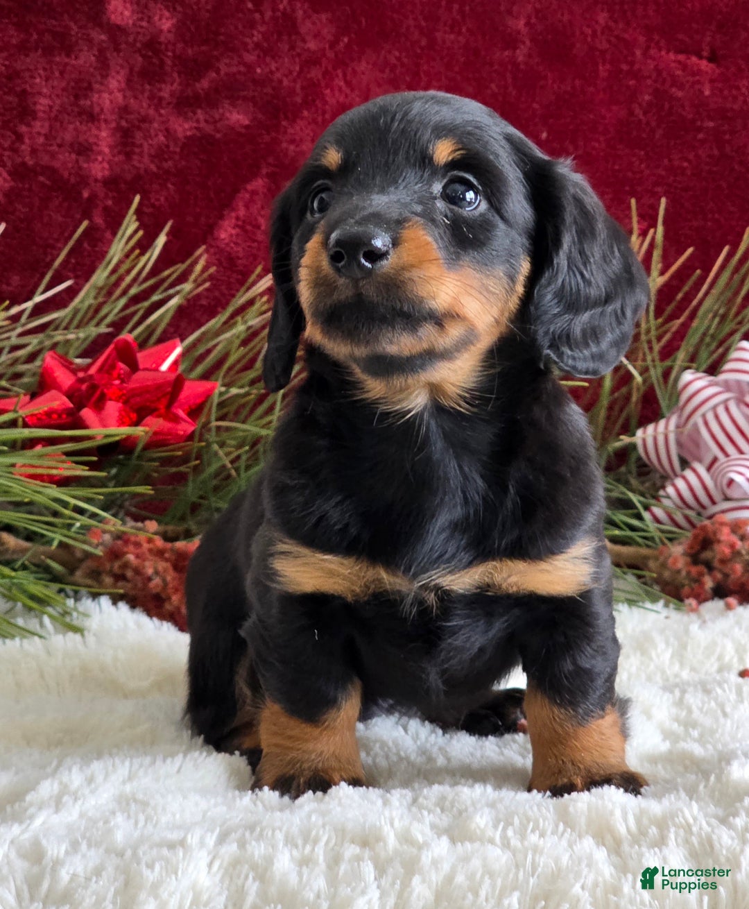Miniature Dachshund dogs for sale: Kolton - Ad 3