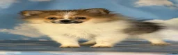 Pomeranian dogs for sale: ACA Troy  - Ad 3