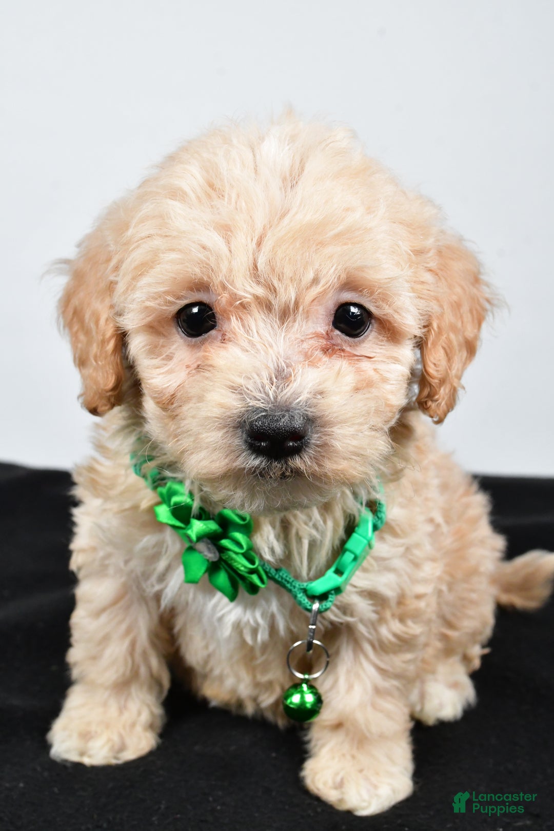 Maltipoo dogs for sale: Carter - Ad 12