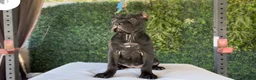 Cane Corso dogs for sale: Channel - Ad 11