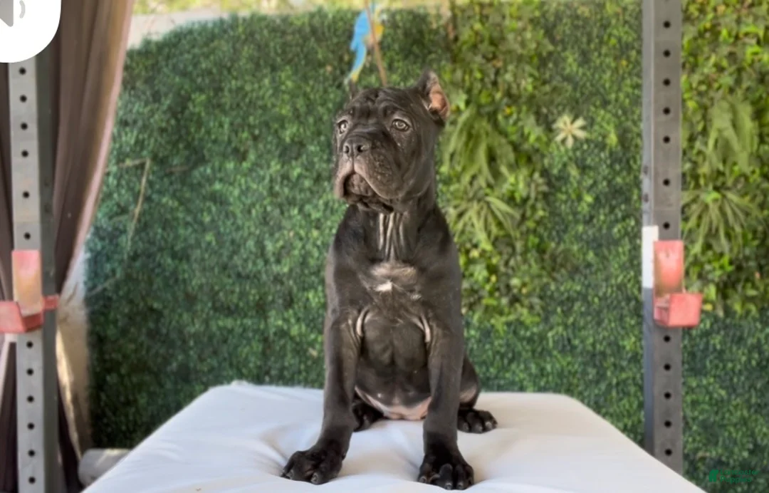 Cane Corso dogs for sale: Channel - Ad 11