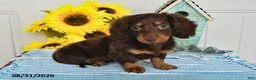 Miniature Dachshund dogs for sale: Dozer - Ad 3