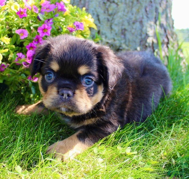 French Bulldog dogs for sale: Jamie - Ad 6