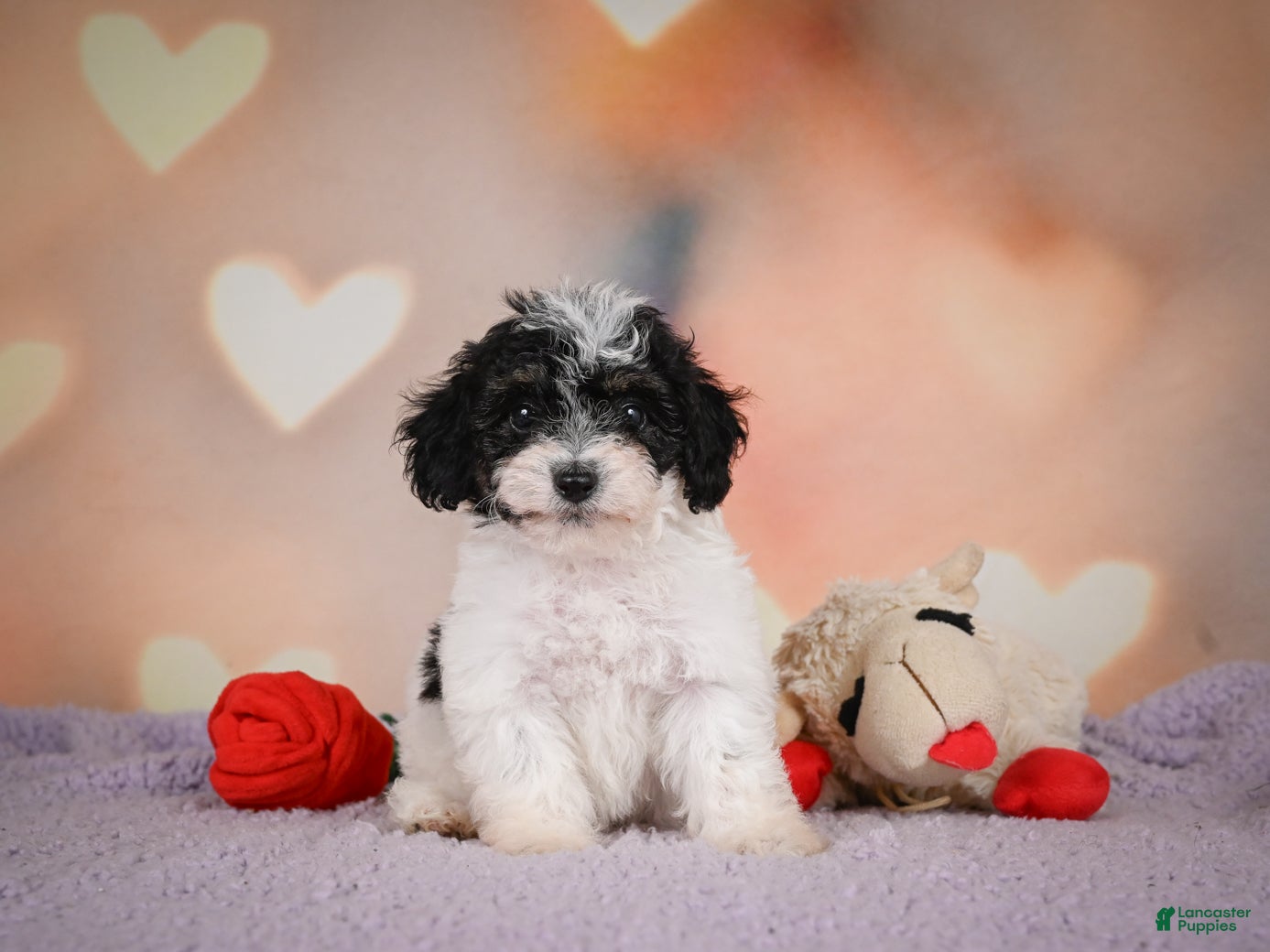 Maltipoo dogs Archie - Ad 2