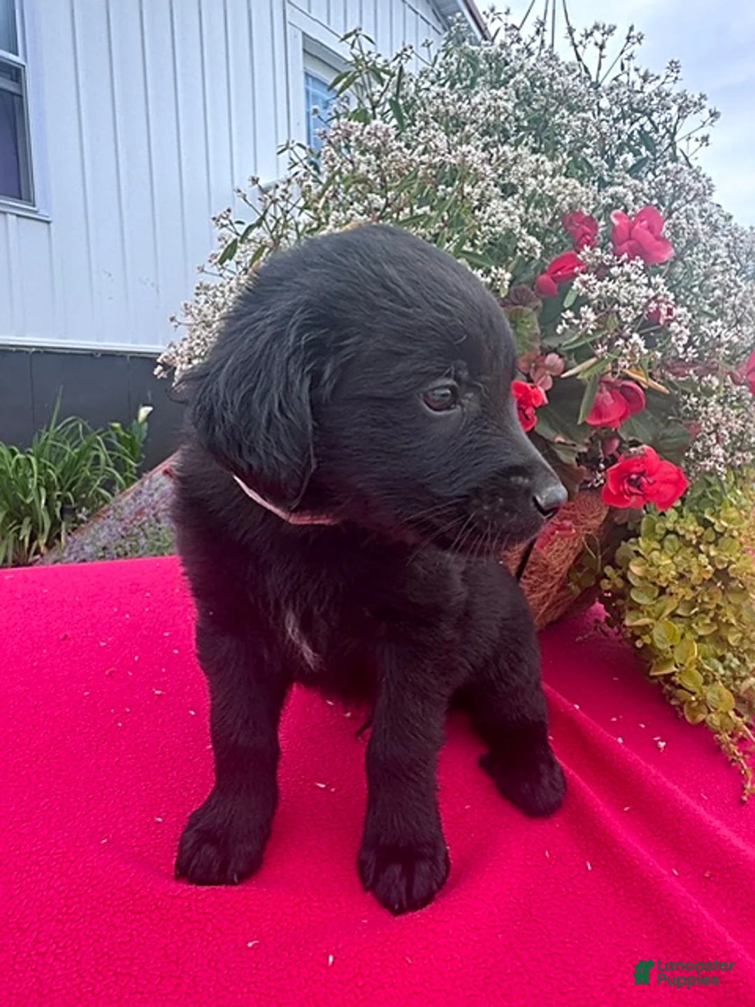 Mixed Breed dogs for sale: Freddie - Ad 5