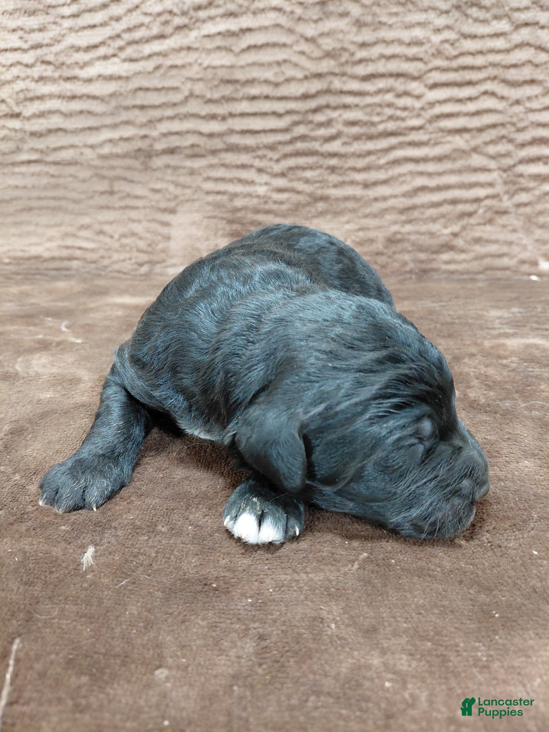 Bernedoodle dogs for sale: Baron - Ad 2