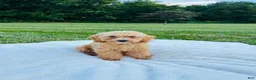 Bichpoo dogs for sale: Bailey - Ad 4