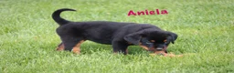 Rottweiler dogs for sale: Aniela  - Ad 5