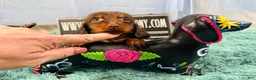 Miniature Dachshund dogs for sale: Champion bred long coat female - Ad 5