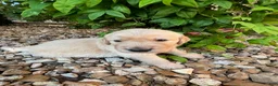 Golden Retriever dogs for sale: Evan - Ad 3