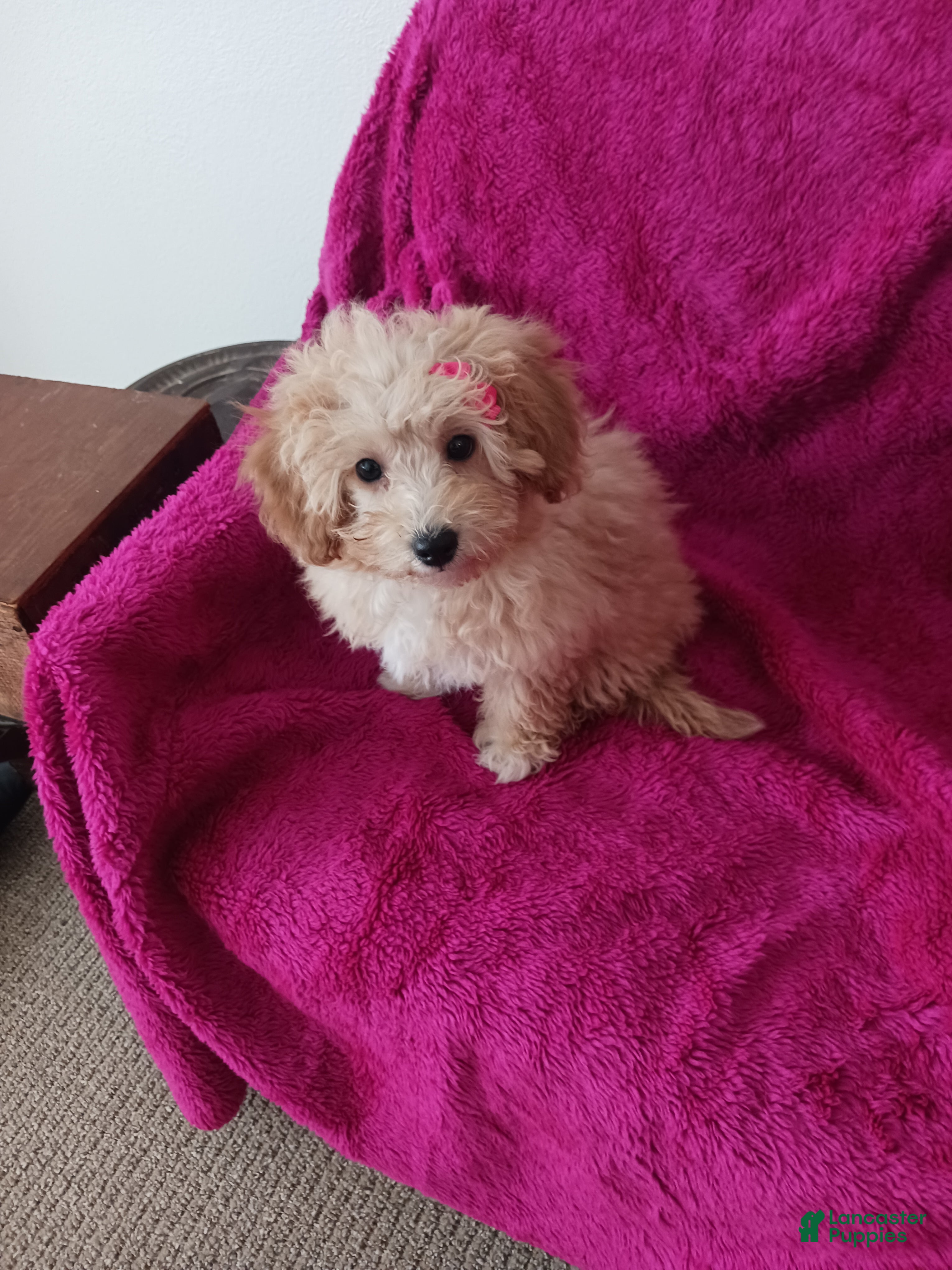 Toy Poodle dogs Dolly - Ad 6