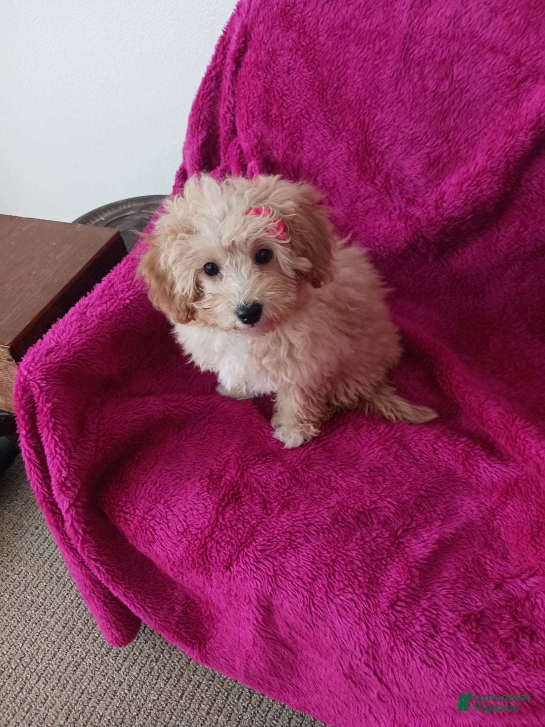 Toy Poodle dogs for sale: Dolly - Ad 1