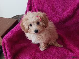 Toy Poodle dogs Dolly - Ad 11