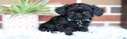 Cavapoo dogs for sale: Button - Ad 10