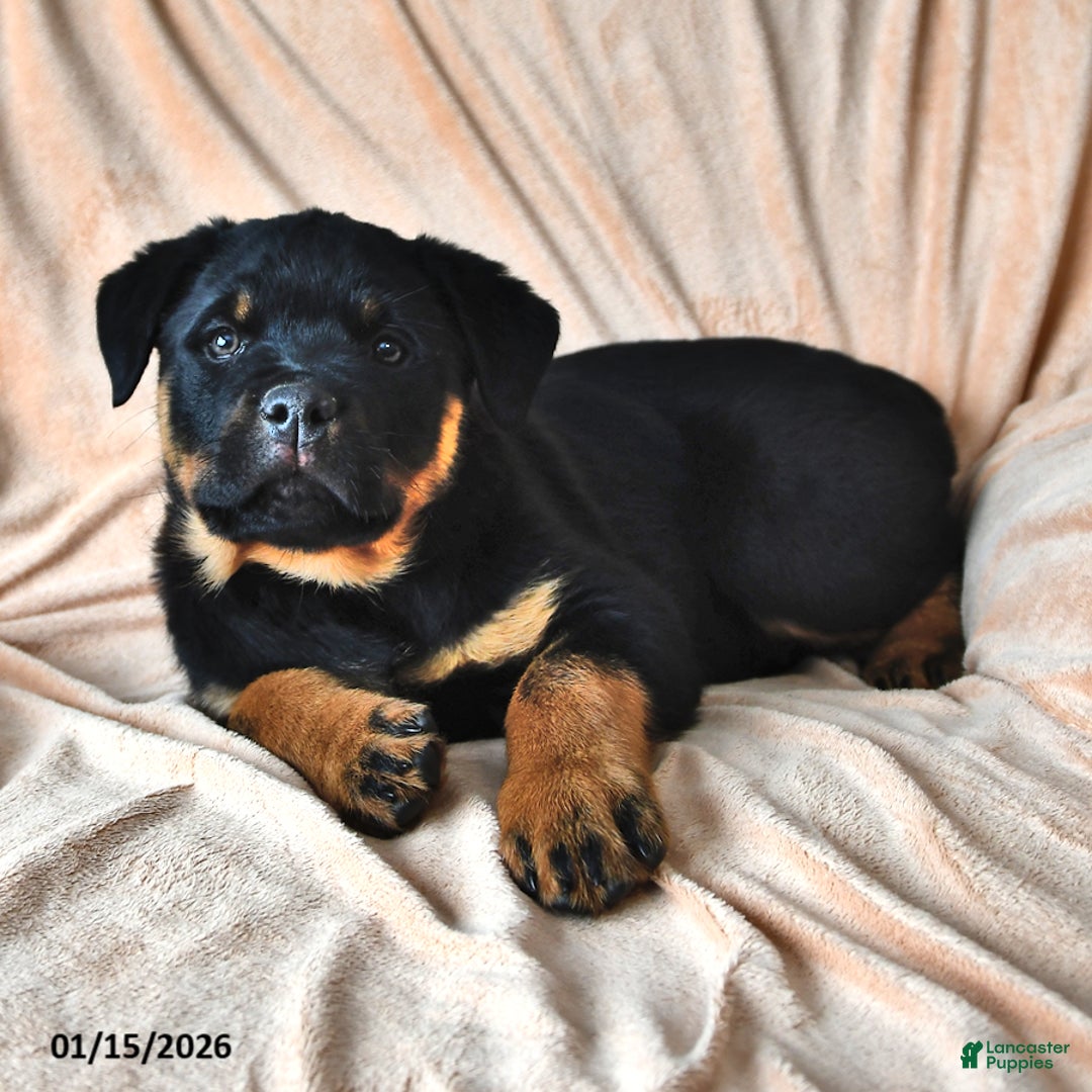 Rottweiler dogs for sale: Patty - Ad 3