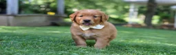 Golden Retriever dogs for sale: Ollie - Ad 7