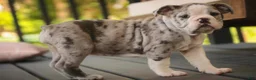 Mixed Breed dogs for sale: Splendor Victorian Bulldog - Ad 5