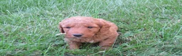 Mini Goldendoodle dogs for sale: Ginger - Ad 9