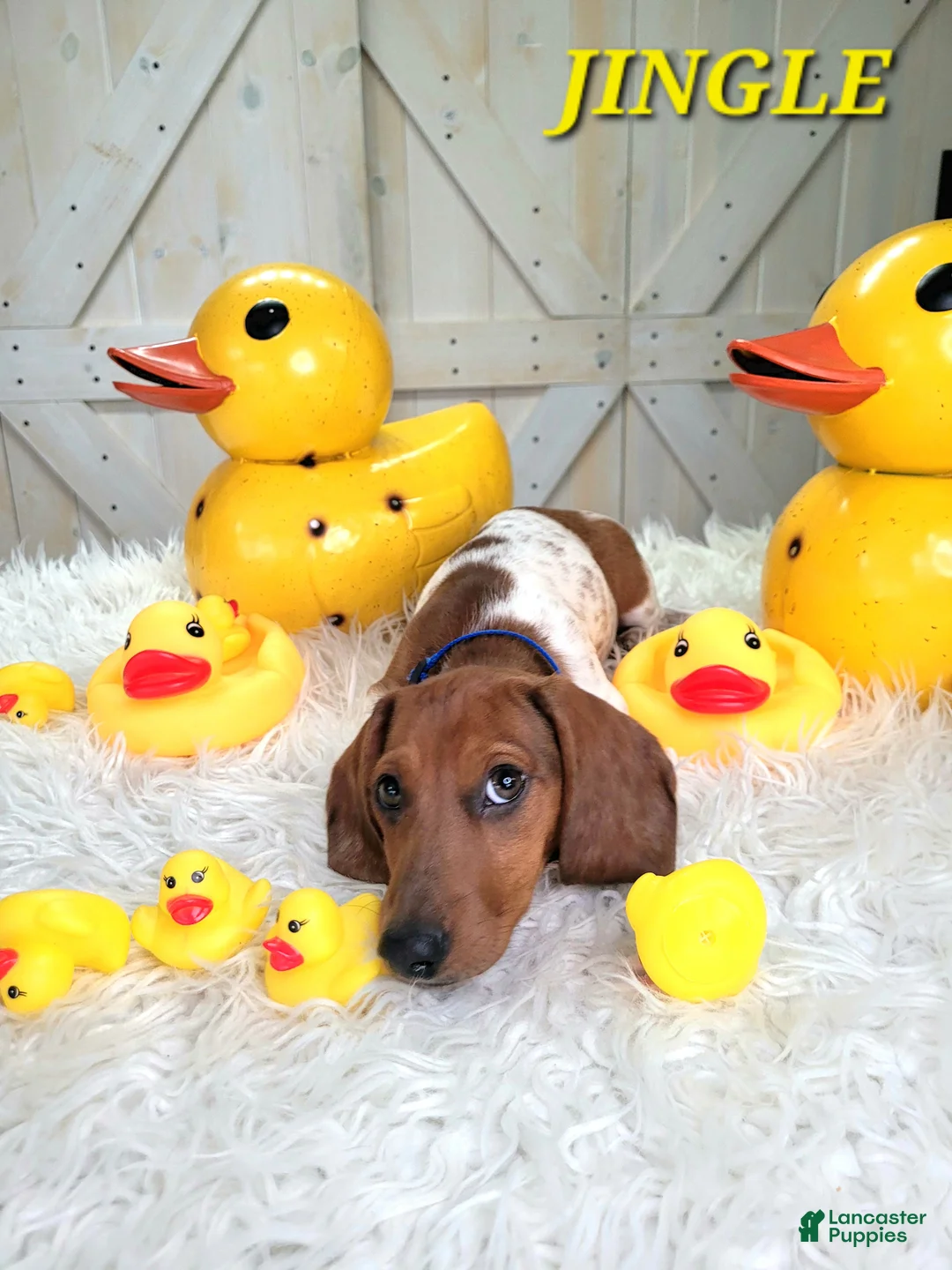 Miniature Dachshund dogs for sale: Jingle Miniature Dachshund Puppy 1 - Ad 2
