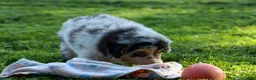 Miniature Australian Shepherd dogs for sale: LANDON [ new pictures] - Ad 3