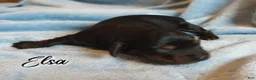 Miniature Dachshund dogs for sale: Miniature Dachshund 2 - Ad 2